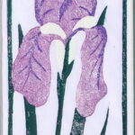 Iris mauve