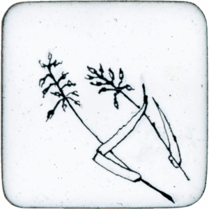 Herbes (unconfirmed)