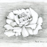 Pink Rose (untitled)