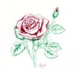 Rose (untitled)