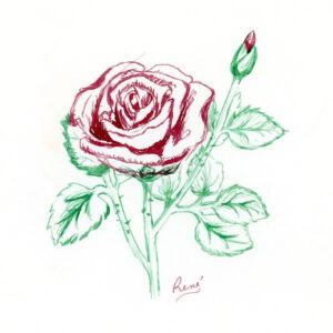Rose (untitled)